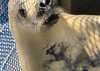 Foca-caranguejeira encontrada por munícipes de São Sebastião é solta na natureza após reabilitação