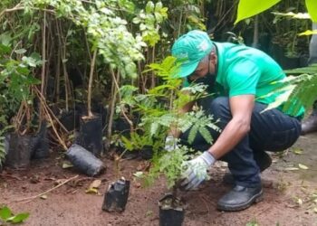 Prefeitura promove curso de viveirista para manejo de mudas nativas