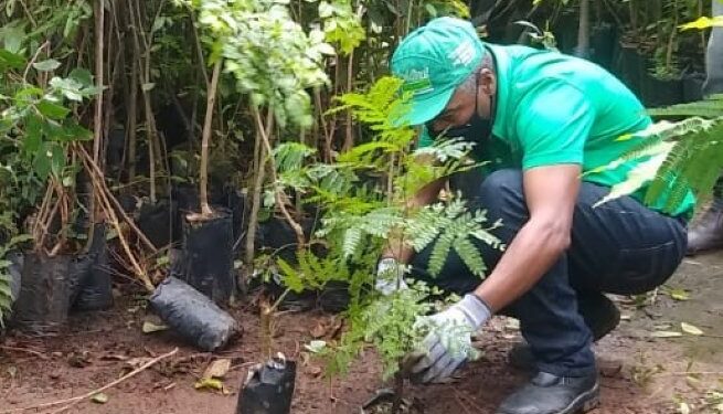 Prefeitura promove curso de viveirista para manejo de mudas nativas