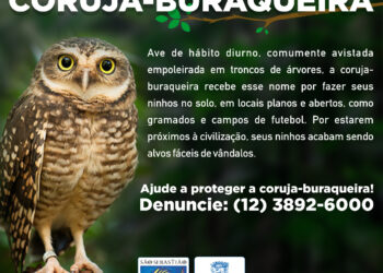 Prefeitura de São Sebastião repudia atos de vandalismo contra ninhos de coruja-buraqueira e pede colaboração de munícipes