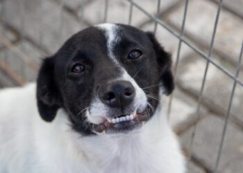 Feira de Adoção de Cães promovida pela Prefeitura no centro de São Sebastião será semanal