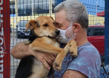 Feira de Adoção de Cães continua nesta sexta-feira (5) no Centro de São Sebastião