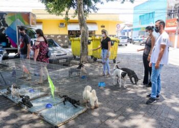 Feiras promovidas pela Prefeitura de São Sebastião resultam em oito animais adotados em dois dias