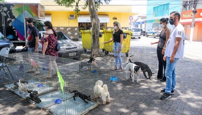Feiras promovidas pela Prefeitura de São Sebastião resultam em oito animais adotados em dois dias