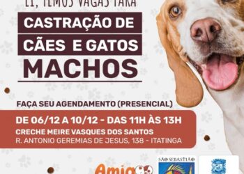Prefeitura de São Sebastião abre inscrições para cirurgias de castração gratuitas de cães e gatos machos