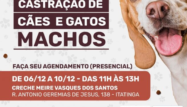 Prefeitura de São Sebastião abre inscrições para cirurgias de castração gratuitas de cães e gatos machos