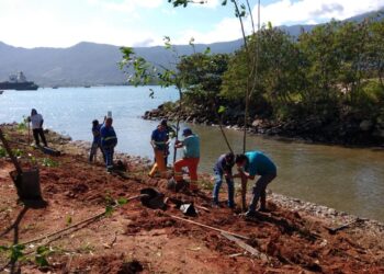 Prefeitura de São Sebastião dá continuidade a controle e monitoramento de leucena, árvore invasora na vegetação nativa