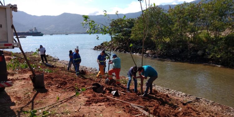 Prefeitura de São Sebastião dá continuidade a controle e monitoramento de leucena, árvore invasora na vegetação nativa