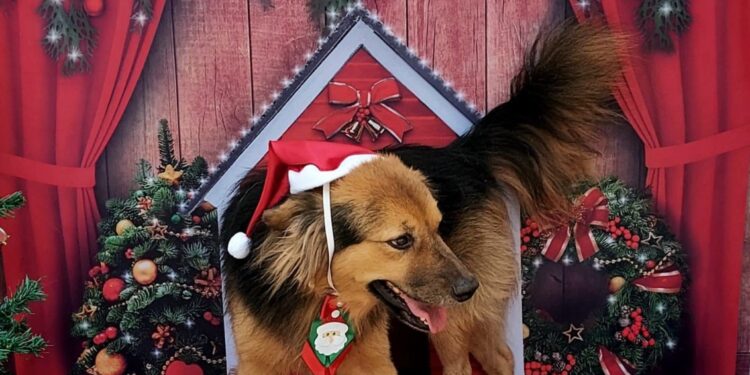 Prefeitura de São Sebastião produz fotos com tema natalino para incentivar adoção de cães disponíveis no CCZ