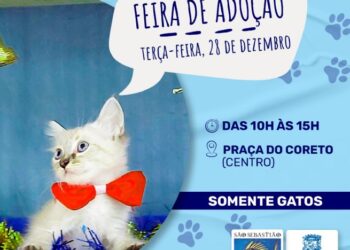 Prefeitura de São Sebastião realiza Feira de Adoção de Gatos nesta terça-feira (28) no Centro