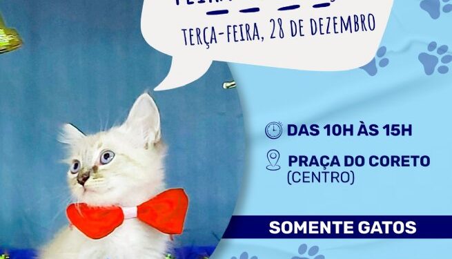 Prefeitura de São Sebastião realiza Feira de Adoção de Gatos nesta terça-feira (28) no Centro