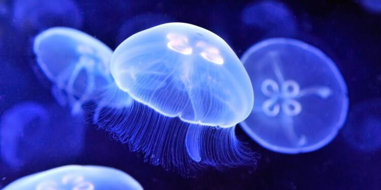 Polícia Municipal auxilia crianças feridas por águas-vivas na Praia Barequeçaba