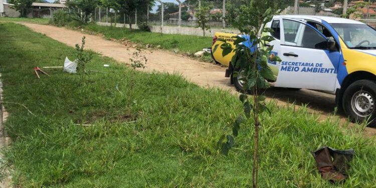 Prefeitura de São Sebastião arboriza Ginásio Gringão com árvores frutíferas nativas