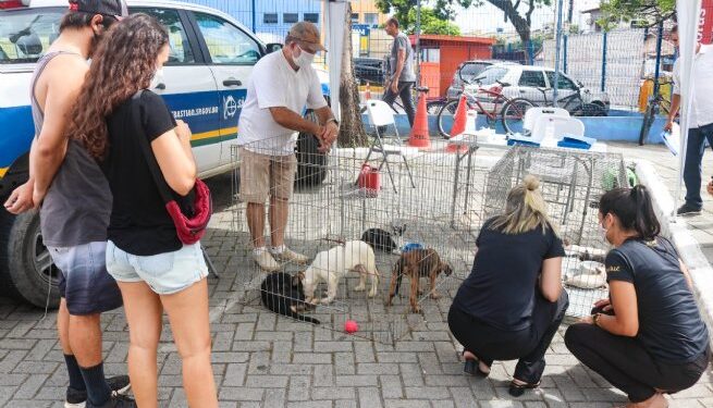 Prefeitura realiza Feira de Adoção de Cães e Gatos nesta sexta-feira (25)