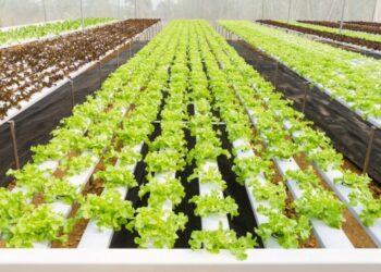 Prefeitura abre inscrições para curso de Hidroponia