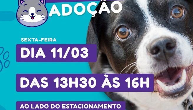 Amanhã (4) haverá nova edição da Feira de Adoção de Cães e Gatos no Centro  