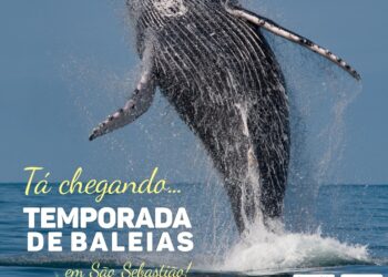 Está chegando a temporada de passagem de baleias em São Sebastião