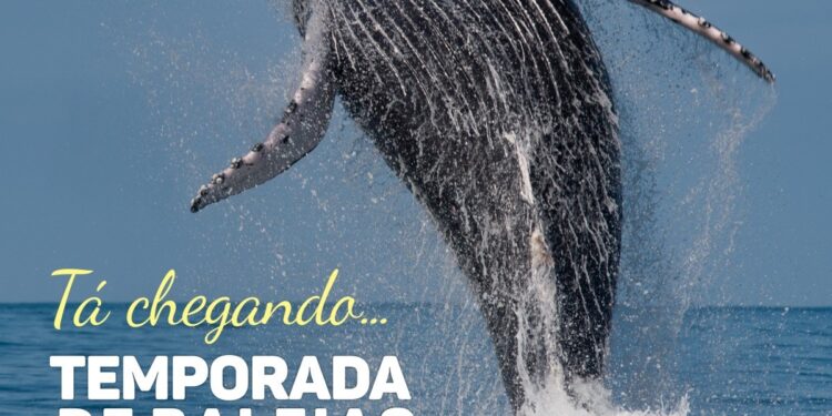 Está chegando a temporada de passagem de baleias em São Sebastião
