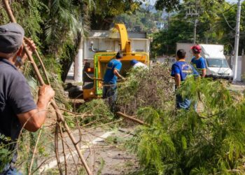 Prefeitura realiza serviços de podas de árvores no bairro Praia Deserta   