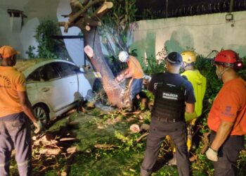 Tempestade causa pontos de alagamentos e quedas de árvores em São Sebastião