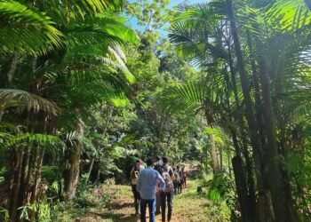Prefeitura de São Sebastião planeja projeto sustentável de cultura de palmito para Comunidade Indígena Rio Silveiras