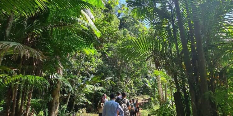 Prefeitura de São Sebastião planeja projeto sustentável de cultura de palmito para Comunidade Indígena Rio Silveiras