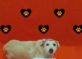 Prefeitura realiza Feira de Adoção de Cães e Gatos, todas as sextas-feiras, no Centro de São Sebastião