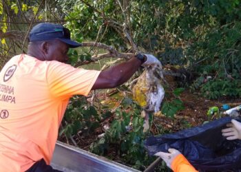 Prefeitura, SAMJU e Instituto Mar Limpo realizam limpeza em manguezal de Juquehy