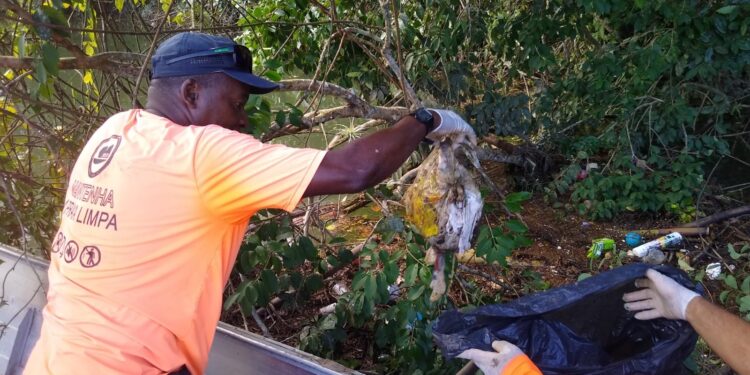 Prefeitura, SAMJU e Instituto Mar Limpo realizam limpeza em manguezal de Juquehy