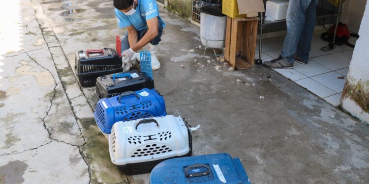 Quase ¼ das castrações agendadas no primeiro quadrimestre de 2022 não aconteceram por faltas da população     