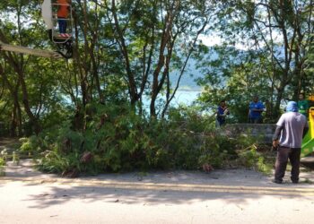 Prefeitura continua com programa de controle e erradicação de Leucenas