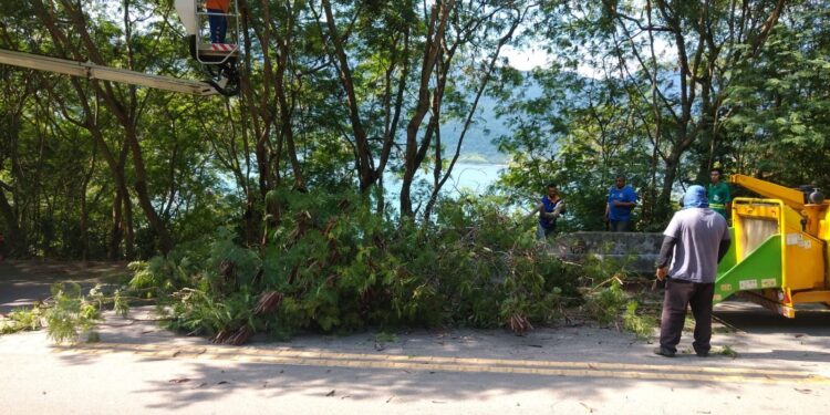 Prefeitura continua com programa de controle e erradicação de Leucenas