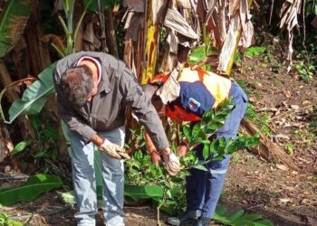Prefeitura encerra curso de ‘Podas de Árvores Frutíferas’ a servidores públicos municipais