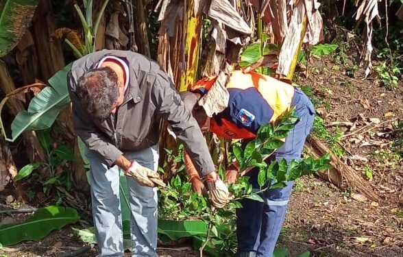 Prefeitura encerra curso de ‘Podas de Árvores Frutíferas’ a servidores públicos municipais