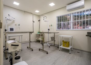 Prefeitura de São Sebastião zera fila de espera para castrações e abre cadastro para cirurgias a partir de outubro