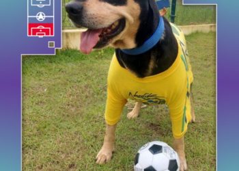 Prefeitura de São Sebastião produz fotos alusivas à Copa do Mundo para incentivar a adoção de cães e gatos disponíveis no CCZ