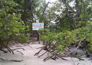 Prefeitura realiza ações ambientais em mangues do município