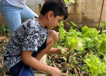 Alunos realizam colheita de alfaces plantadas em escolas da Enseada