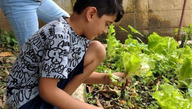 Alunos realizam colheita de alfaces plantadas em escolas da Enseada