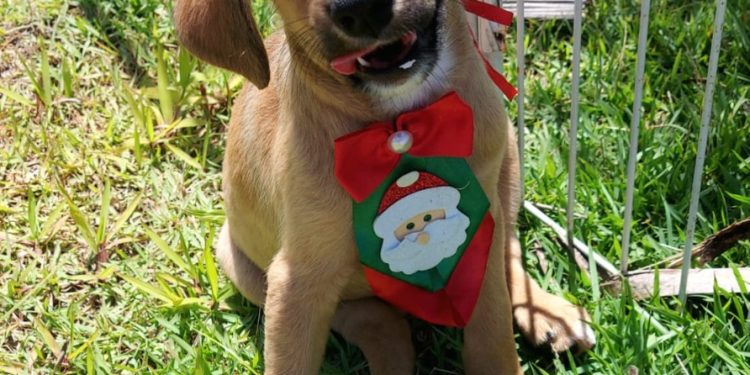 Prefeitura de São Sebastião realiza Feira de Adoção de Cães e Gatos nesta sexta-feira (23) na região central