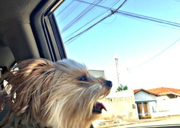 Pets em viagens de férias ao Litoral Norte de SP  terão até carros de aplicativo à disposição