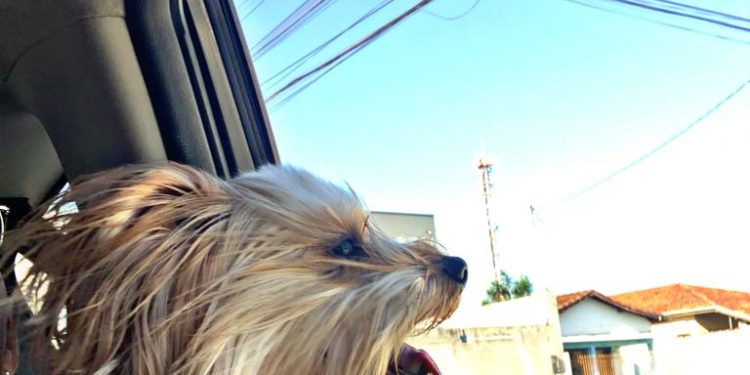 Pets em viagens de férias ao Litoral Norte de SP  terão até carros de aplicativo à disposição