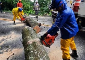 Rodovia interditada entre Praia Grande e Barequeçaba por causa de queda de árvore está liberada