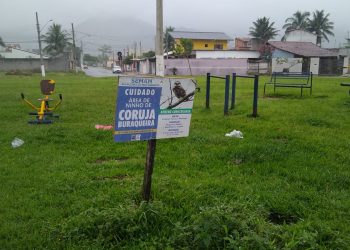 Prefeitura de São Sebastião monitora ninhos de corujas buraqueiras