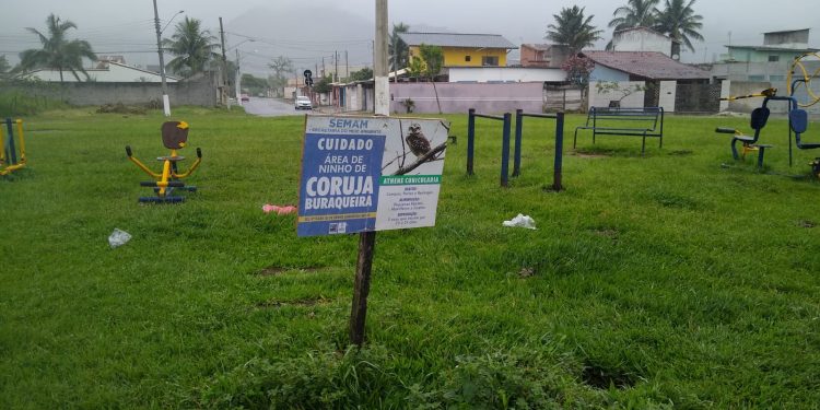 Prefeitura de São Sebastião monitora ninhos de corujas buraqueiras