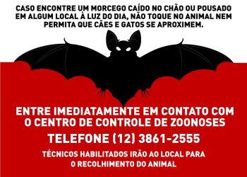 Prefeitura de São Sebastião identifica vírus da raiva em morcego e orienta população sobre ocorrências com esses animais