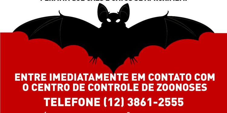 Prefeitura de São Sebastião identifica vírus da raiva em morcego e orienta população sobre ocorrências com esses animais