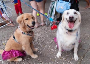 Prefeitura de São Sebastião realiza evento carnavalesco para pets na Praça do Coreto