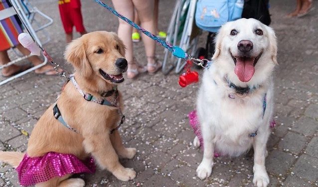 Prefeitura de São Sebastião realiza evento carnavalesco para pets na Praça do Coreto