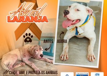Campanha de conscientização em São Sebastião pede denúncia de maus-tratos a animais e incentiva adoção responsável
